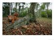 Red Squirrel, Searching, Lancashire, Uk by Elliott Neep Limited Edition Print