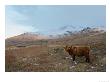 Highland Cattle, Isle Of Mull, Uk by Elliott Neep Limited Edition Print