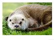 Otter, Close Up Of Female Otter In Grass, Earsham, Uk by Elliott Neep Limited Edition Print