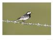 Pied Wagtail, Adult Perched On Barbed Wire, Scotland by Mark Hamblin Limited Edition Pricing Art Print