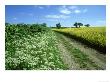 Farmland Habitat, Cow Parsley, England (May) by Mark Hamblin Limited Edition Pricing Art Print