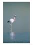 Andean Flamingo, Summer Feeding Ground, Lake Hedionda, Bolivia by Mark Jones Limited Edition Print