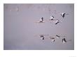 Jamess Flamingo In Flight, Laguna Colorada, Bolivia by Mark Jones Limited Edition Print