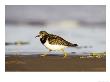 Turnstone, Adult Running Along Tide Line Of Beach, Uk by Mark Hamblin Limited Edition Pricing Art Print