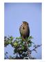 Corn Bunting by Mark Hamblin Limited Edition Pricing Art Print