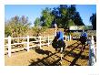 Ostrich Racing, Safari Ostrich Farm, Western Cape, South Africa by Roger De La Harpe Limited Edition Print