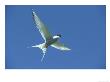 Arctic Tern, Sterna Paradisaea In Flight Against Blue Sky Farnes, Uk by Mark Hamblin Limited Edition Print