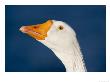 Farm Goose, Verulamium Park, Hertfordshire, Uk by Elliott Neep Limited Edition Print