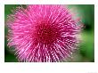 Melancholy Thistle, Cirsium Heleniodes Close-Up Of Flower Highlands, Scotland by Mark Hamblin Limited Edition Print