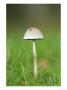 Panaeolus Semiovatus In Grass, Scotland by Elliott Neep Limited Edition Print