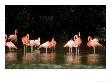 Caribbean Flamingo, Group, Mexico by Patricio Robles Gil Limited Edition Print