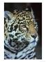 Jaguar, Panthera Onca, Endangered, Mexico by Brian Kenney Limited Edition Print