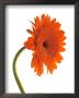 Orange Zinnia by Michael Bird Limited Edition Pricing Art Print