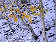 Snow On Aspen, Mt. Sneffels Wildnerness, San Juan National Forest, Colorado, Usa by Greg Gawlowski Limited Edition Print