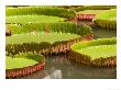 Amazon Water Lilies, Thailand by Gavriel Jecan Limited Edition Print