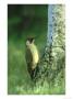 Green Woodpecker Male At Base Of Silver Birch, North Yorks by Mark Hamblin Limited Edition Pricing Art Print