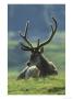 Red Deer, Adult In Velvet, Speyside by Mark Hamblin Limited Edition Print