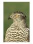 Goshawk, Accipiter Gentilis Close-Up Portrait Of Female by Mark Hamblin Limited Edition Pricing Art Print