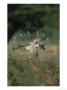 Red Deer, Stag Roaring Amongst Bracken, Uk by Mark Hamblin Limited Edition Print