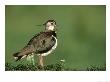 Lapwing, Adult On Grassy Hummock Scotland, Uk by Mark Hamblin Limited Edition Pricing Art Print