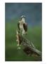Osprey, Pandion Haliaetus Male Perched With Fish Highlands, Scotland by Mark Hamblin Limited Edition Print