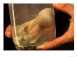 African Elephant Embryo Preserved In Bottle, South Africa by Roger De La Harpe Limited Edition Print