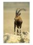 Nubian Ibex, Bahrain by Mike Hill Limited Edition Print