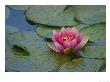 Water Lily In The Japanese Gardens, Washington Arboretum, Seattle, Washington, Usa by Darrell Gulin Limited Edition Print