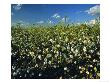 Mature Cotton Field, Palo Verde, California, Usa by Chuck Haney Limited Edition Print