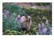 Hoary Marmot Feeding On Silky Lupine In Kenai Fjords National Park, Alaska, Usa by Steve Kazlowski Limited Edition Pricing Art Print