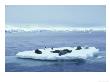 Seals And Penguins On Ice Floe, Antarctica by Ben Osborne Limited Edition Print