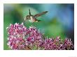 Volcano Hummingbird At Fuchsia Microphylla, Scrub And Paramo Above 1, Cerro De La Muerte, Costa Ric by Michael Fogden Limited Edition Print