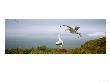 Wandering Albatross, Pair, Bay Of Isles, South Georgia by David Tipling Limited Edition Print