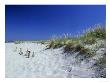 Sand Dunes And Marram Grass, West Sussex, Uk by Ian West Limited Edition Print