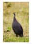 Helmeted Guineafowl, Arusha National Park, Tanzania by Ariadne Van Zandbergen Limited Edition Print