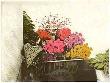 Marchande De Fleurs by Annapia Antonini Limited Edition Print