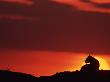 Lioness Silhouetted Against Sunset, Masai Mara, Kenya by Anup Shah Limited Edition Print