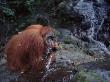 Orang Utan Drinking In River, (Pongo Abelii) Gunung Leuser National Park, Indonesia by Anup Shah Limited Edition Print