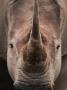 Close-Up Of Horn And Head Of White Rhinoceros, Lake Nakuru National Park, Kenya, East Africa by Anup Shah Limited Edition Print