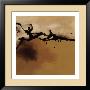 Ochre by Laurie Maitland Limited Edition Print