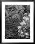 Paintings And Details On The Ceiling Of The President's Room In The Us Capitol Building by Margaret Bourke-White Limited Edition Print