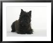 Black Cairn Terrier Lying Down With Head Up by Petra Wegner Limited Edition Print