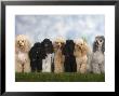 Seven Miniature Poodles Of Different Coat Colours To Show The Coat Colour Variation by Petra Wegner Limited Edition Print