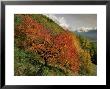 Tree With Red Autumnal Foliage, Near Chambery, Savoie, Rhone Alpes, France by Michael Busselle Limited Edition Pricing Art Print
