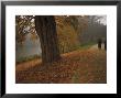 Couple Walking Through The Jephson Gardens In Autumn, Leamington Spa, Warwickshire, England by David Hughes Limited Edition Print