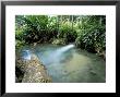Tropical Forest, Shaw Park, Ocho Rios, Jamaica, West Indies, Central America by Sergio Pitamitz Limited Edition Print