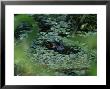 Black Alligator (Yakare), Parque Nacional Madidi, Bolivia, South America by Marco Simoni Limited Edition Print