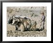 Yak-Drawn Plough In Barley Field High On Tibetan Plateau, Tibet, China by Tony Waltham Limited Edition Print