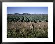 Fields Of Broccoli In Agricultural Area, Gisborne, East Coast, North Island, New Zealand by D H Webster Limited Edition Print