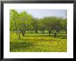 Oak Trees And Wildflowers Bloom Near Cuero, Texas, Usa by Darrell Gulin Limited Edition Pricing Art Print
